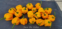 Saco de Velho - Pepper Seeds - White Hot Peppers